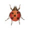 Red ladybird on white background. Vector illustration.