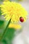 Red ladybird on yellow flower