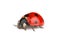 Red ladybug