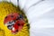 Red ladybug on camomile flower, ladybird creeps on stem of plant in spring in garden in summer