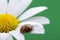 Red ladybug on camomile flower, ladybird creeps on stem of plant in spring in garden in summer