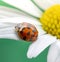 Red ladybug on camomile flower, ladybird creeps on stem of plant in spring in garden in summer