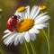 Red ladybug on camomile flower, ladybird creeps on stem of plant in spring in garden in summer