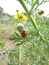 Red Ladybug Climbing on the Flower Buds