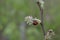 Red Ladybug closeup. Natural background