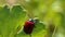 Red ladybug crawl on green leave