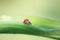 red ladybug crawling on a green leaf covered with dew drops