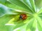 Red ladybug creeps on stem of plant in spring, ladybird on green leaf in garden in summer