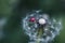 Red ladybug on dandelion. Shallow depth of field, focus on insect. Ladybird sitting on dandelion flower