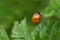 Red ladybug on a green grass leaf on a sunny May day. Coccinellidae is a widespread family of small beetles. Springtime