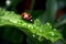 Red ladybug green leaf morning. Generate Ai