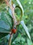 Red ladybug on green tree leaf