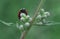 Red ladybug hunting down green concealed aphids