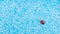 A red ladybug insect on a blue textured foam board creates a contrast of red with sky blue