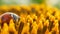 Red ladybug with pollen on yellow sunflower