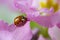 Red ladybug on primrose flower, ladybird creeps on stem of plant in spring in garden in summer