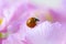 Red ladybug on primrose flower, ladybird creeps on stem of plant in spring in garden in summer