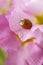 Red ladybug on primrose flower, ladybird creeps on stem of plant in spring in garden in summer