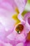 Red ladybug on primrose summer flower, ladybird creeps on leaf of plant in spring garden