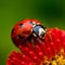Red ladybug on red flower AI generated