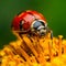 Red ladybug on red flower AI generated