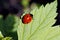 Red ladybug on a sheet of sunlit