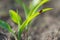 A red ladybug on the shoots of corn eats aphids. Protection of crops from pests