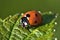 A red ladybug sits on a green leaf on a hot and sunny summer day.