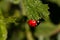 A red ladybug sits on a green leaf on a hot and sunny summer day