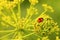 Red ladybug sits on yellow- green flower head of Aromatic Dill or Fennel blossoming plant against blur background. Macro