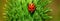 Red ladybug sitting on a thistle bud