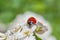 Red ladybug sitting on white blossoming