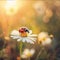 Red ladybug sitting on a white flower, smudged background sunset rays. Flowering flowers, a symbol of spring, new life