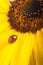 Red ladybug on sunflower flower, ladybird creeps on stem of plan