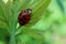 Red ladybug walking on a leaf