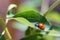 Red ladybug walks on a green leaf of a young plant under sunlight in spring