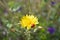 Red ladybug walks on yellow wild dandelion