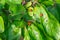 Red ladybugs on a green leaves in the garden