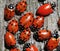 Red ladybugs hibernating in winter, close up