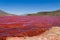 Red lagoon. Laguna Roja, Altiplano Chileno