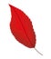 red lanceolate leaf