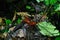 Red land crab at Asa Wright Nature Centre In Trinidad and Tobago