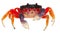 Red land crab, Gecarcinus quadratus