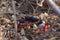 Red land crab migrating to the sea in Trinidad, Cuba