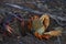 Red land crab migrating to the sea in Trinidad, Cuba