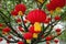 Red lanterns decorated on tree branches to celebrate Chinese New Year