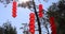 Red lanterns in pine trees