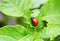 The red large larva of the Colorado potato beetle sits on the po