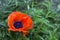 Red large poppy blooms, decorative papaver after rain in spring