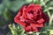 Red large rose flower in the afternoon in the garden